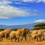 Een safari Tanzania; het perfecte avontuur voor iedereen