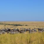 Waarom een bezoek brengen aan Masai mara?